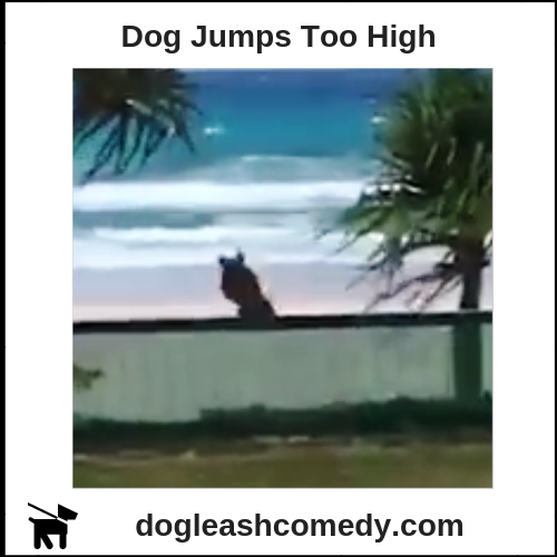 Dog Jumps Too High