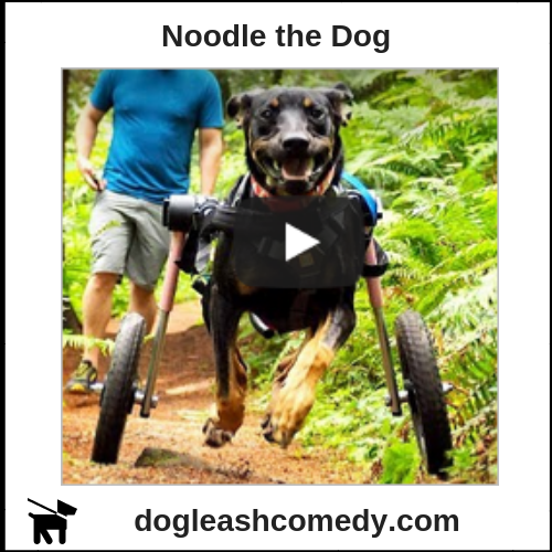 Noodle the Dog
