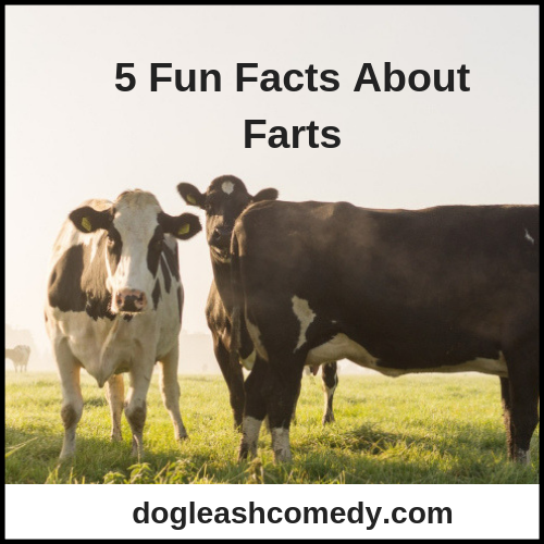5 Fun Facts About Farts