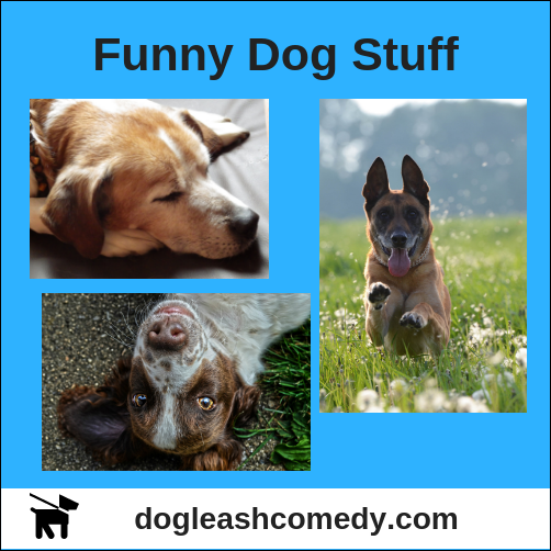 funny dog stuff