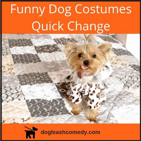 Best Dogs in Costumes Compilation! Funny Dogs Maymo, Penny