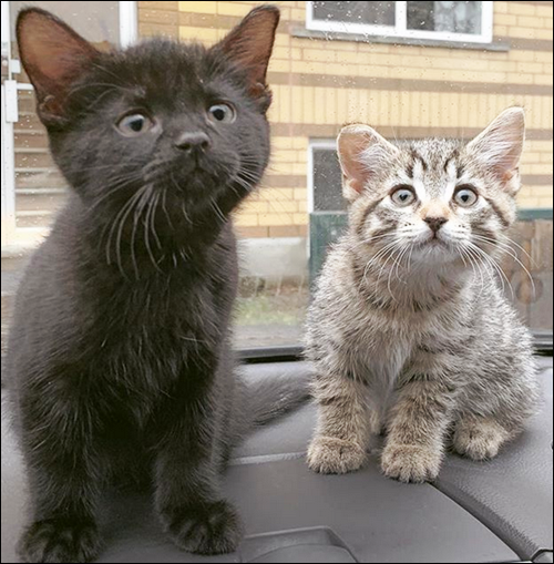 catswindowsill