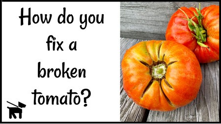 How do you fix a broken tomato?